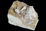 Fossil Crinoid (Physetocrinus) & Blastoid (Pentremites) - Missouri #87316-2